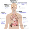 Thumbnail A SYSTEMATIC CURE FOR TYPE 2 DIABETES