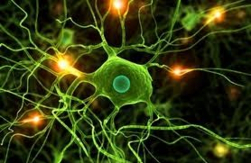 Product picture 2013 BIOLOGY-FUNGI