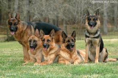 Product picture TRAIN YOUR GERMAN SHEPHERD EBOOK